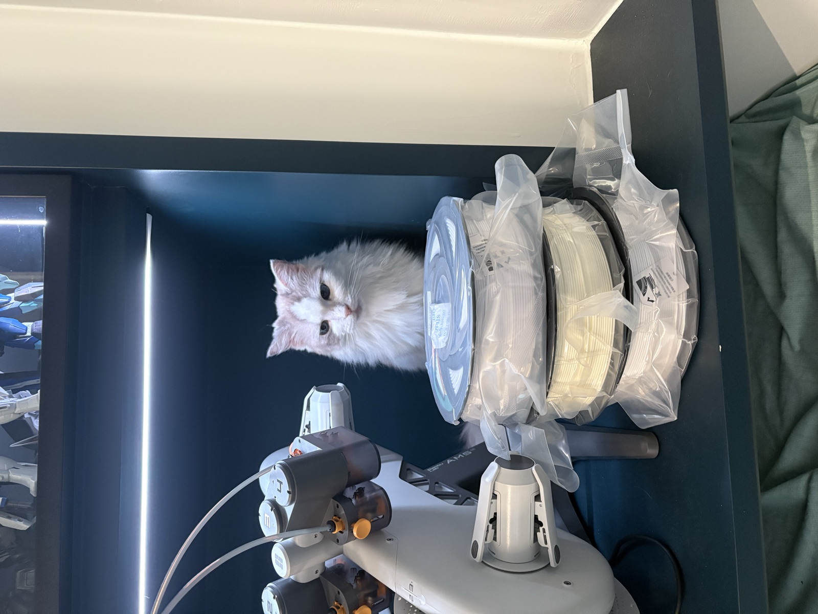 Fox 從海浪貓抓屋裡探出頭