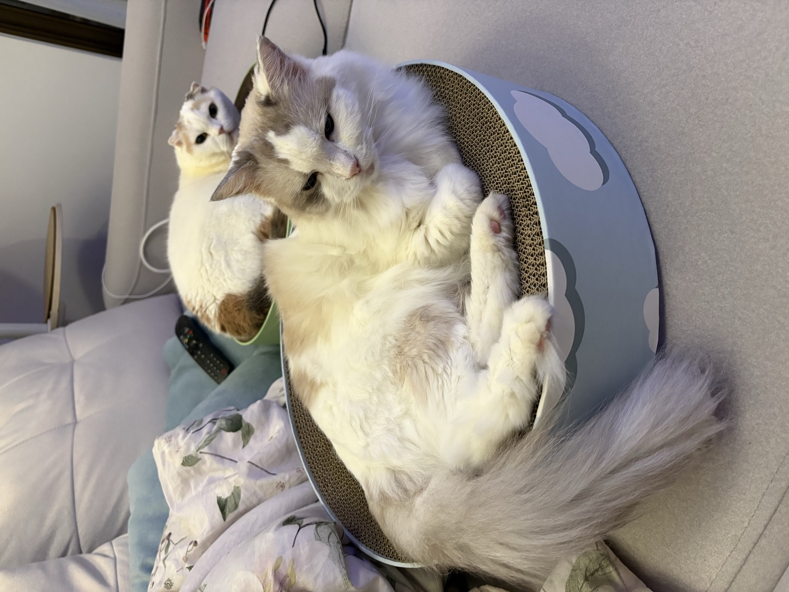 Fox 在電視造型貓抓屋裡熟睡