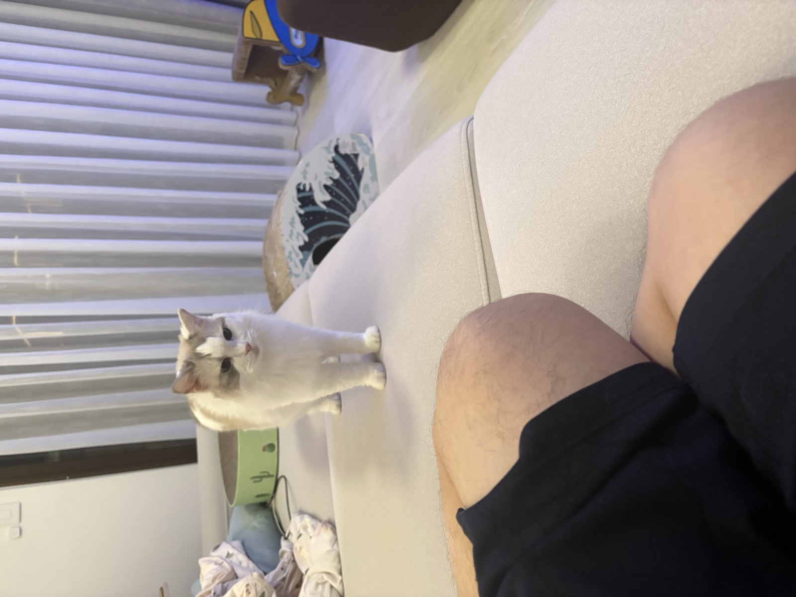 Fox 坐在潛水艇造型的貓抓盒裡