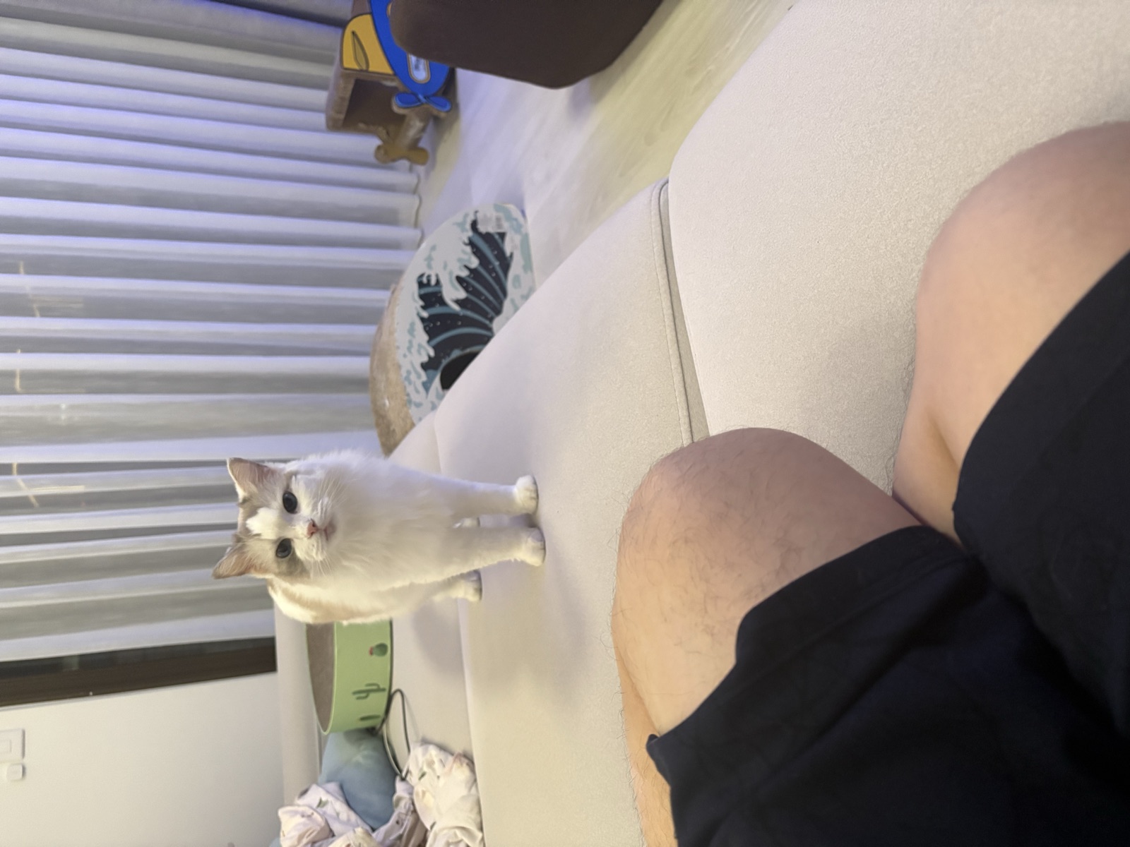 Fox 靠在貓抓屋的洞口邊