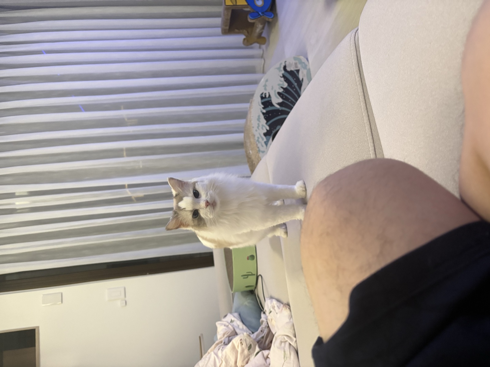 Fox 趴在紙箱屋頂上打盹