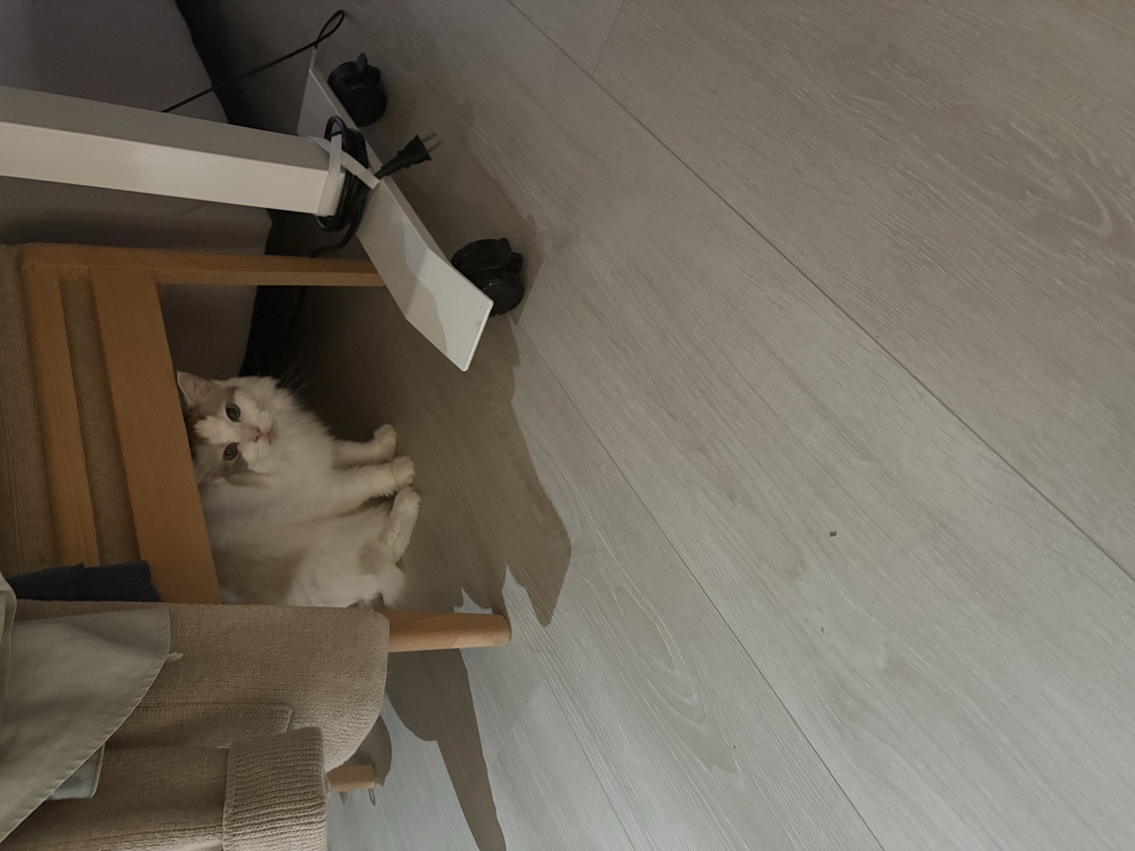 Fox 在桌子底下探頭