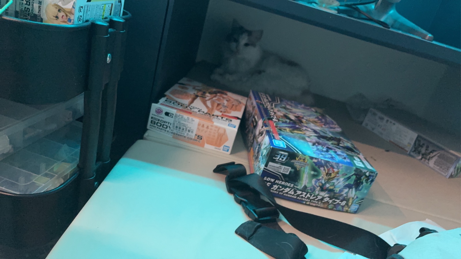 Fox 窩在書桌角落